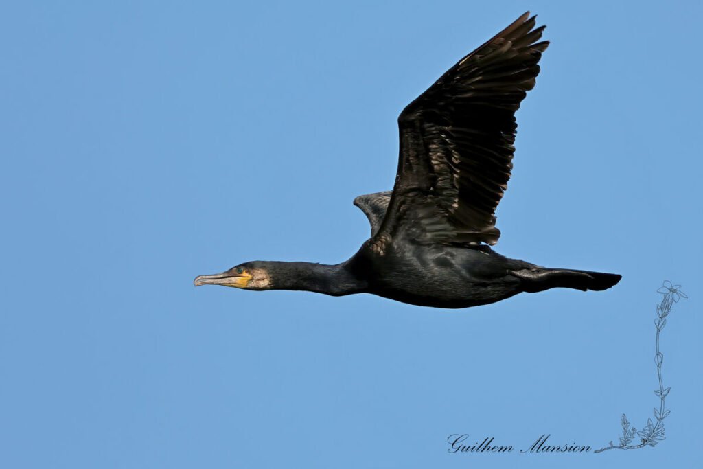 Phalacrocorax carbo - Grand cormoran [Phalacrocoracidae]