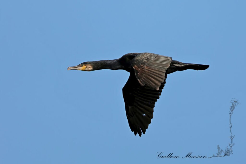 Phalacrocorax carbo - Grand cormoran [Phalacrocoracidae]
