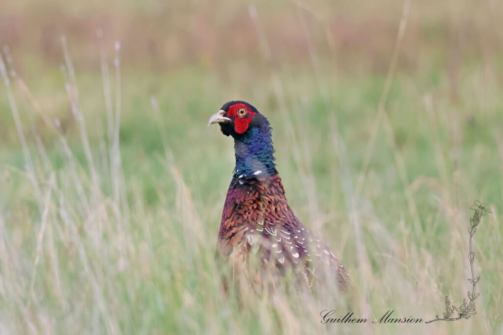 Phasianus colchicus - Faisan de Colchide [Phasianidae]