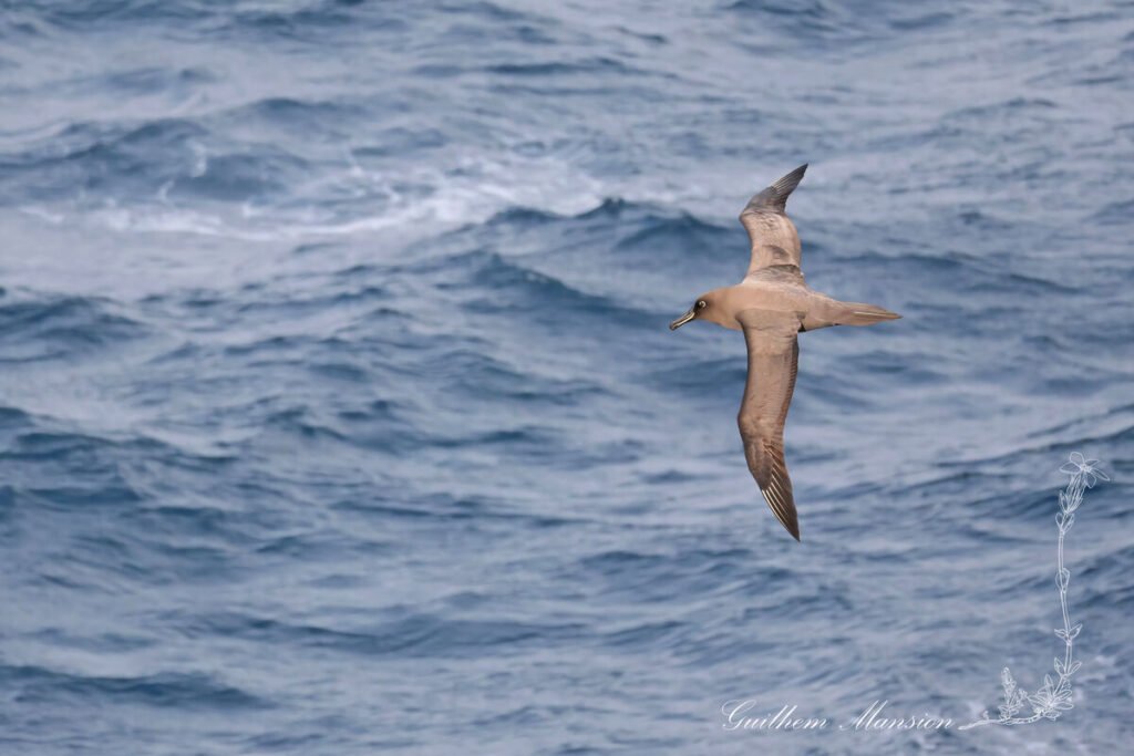 Phoebetria fusca - Albatros brun [Diomedeidae]