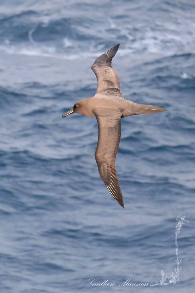 Phoebetria fusca - Albatros brun [Diomedeidae]