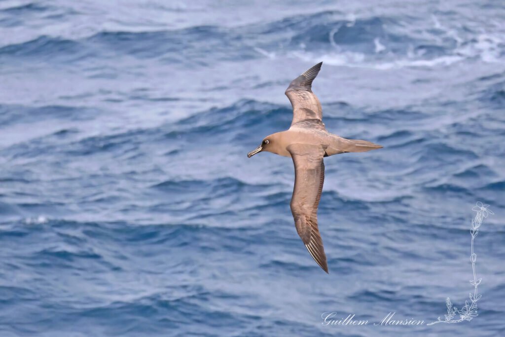 Phoebetria fusca - Albatros brun [Diomedeidae]