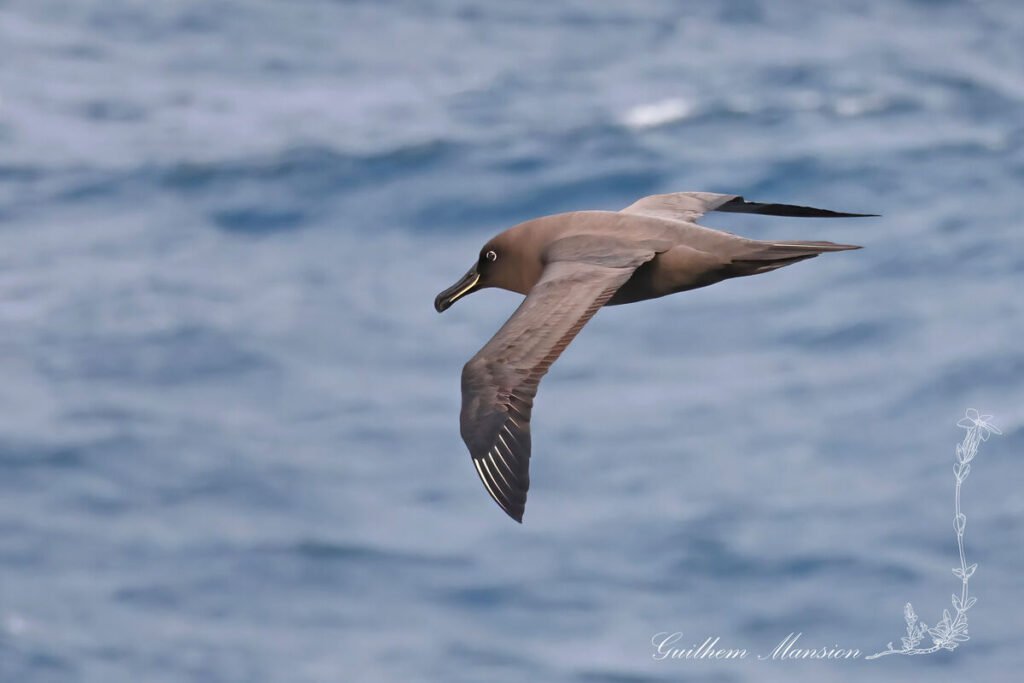 Phoebetria fusca - Albatros brun [Diomedeidae]