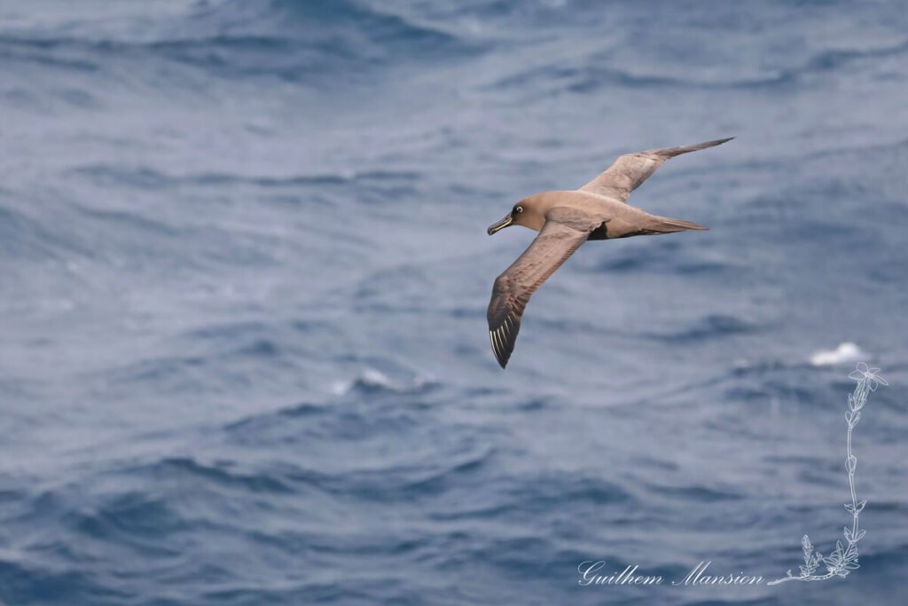 Phoebetria fusca - Albatros brun [Diomedeidae]