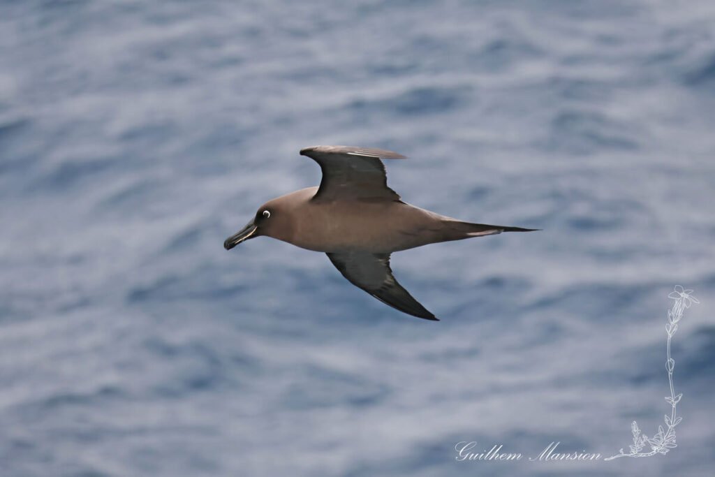 Phoebetria fusca - Albatros brun [Diomedeidae]