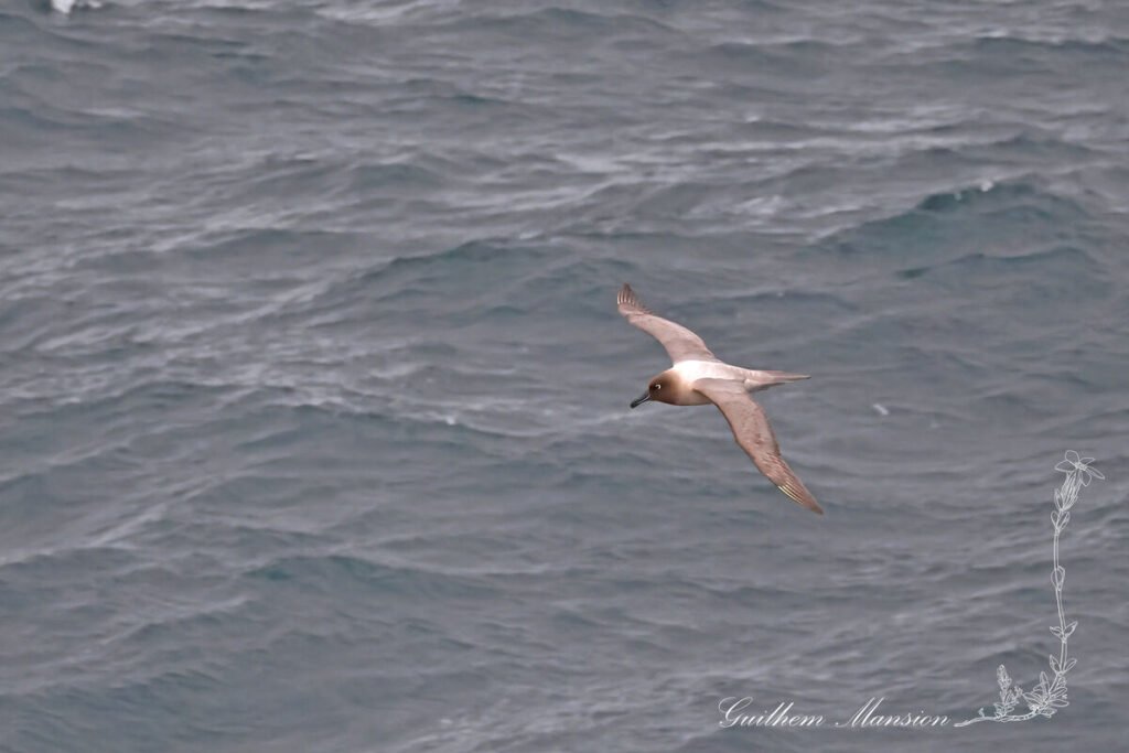 Phoebetria palpebrata - Albatros fuligineux [Diomedeidae]