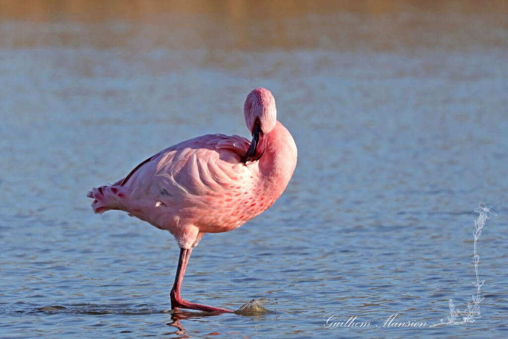 Phoeniconaias minor - Flamant nain [Phoenicopteridae]