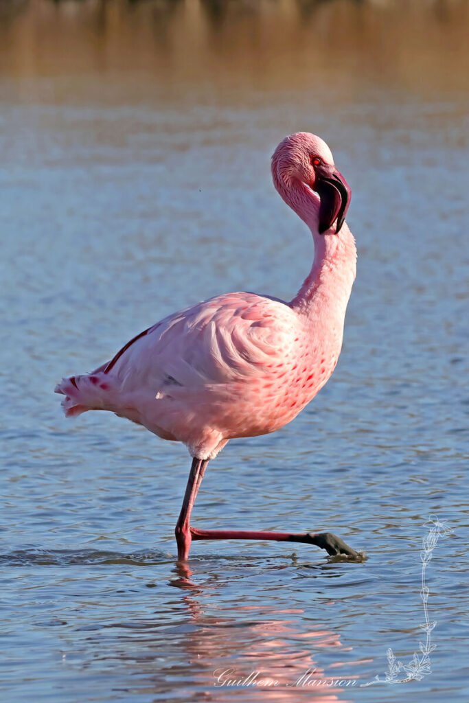 Phoeniconaias minor - Flamant nain [Phoenicopteridae]