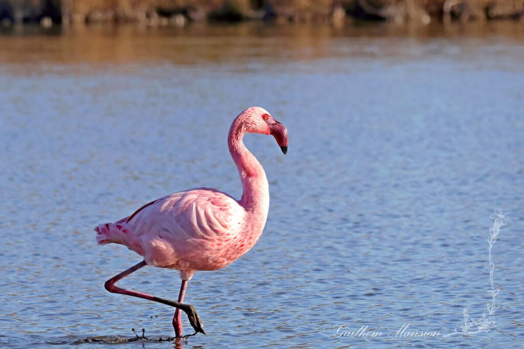 Phoeniconaias minor - Flamant nain [Phoenicopteridae]