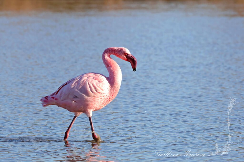 Phoeniconaias minor - Flamant nain [Phoenicopteridae]