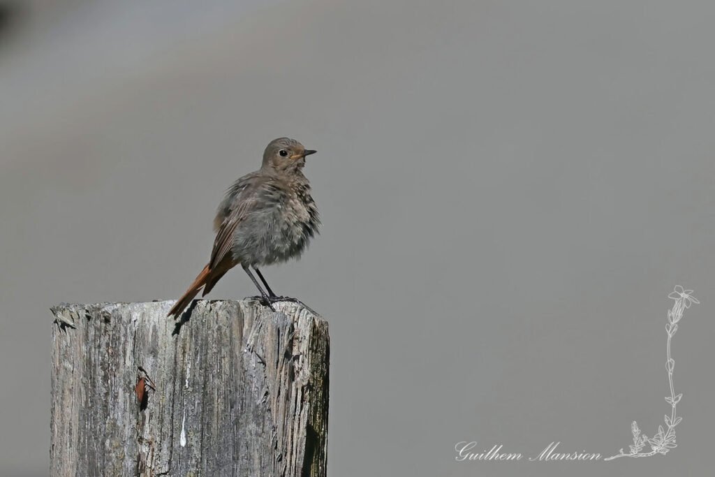 Phoenicurus ochruros - Rougequeue noir [Muscicapidae]