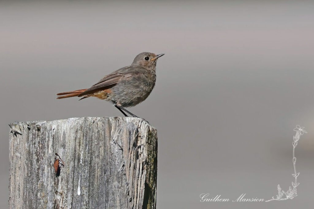 Phoenicurus ochruros - Rougequeue noir [Muscicapidae]