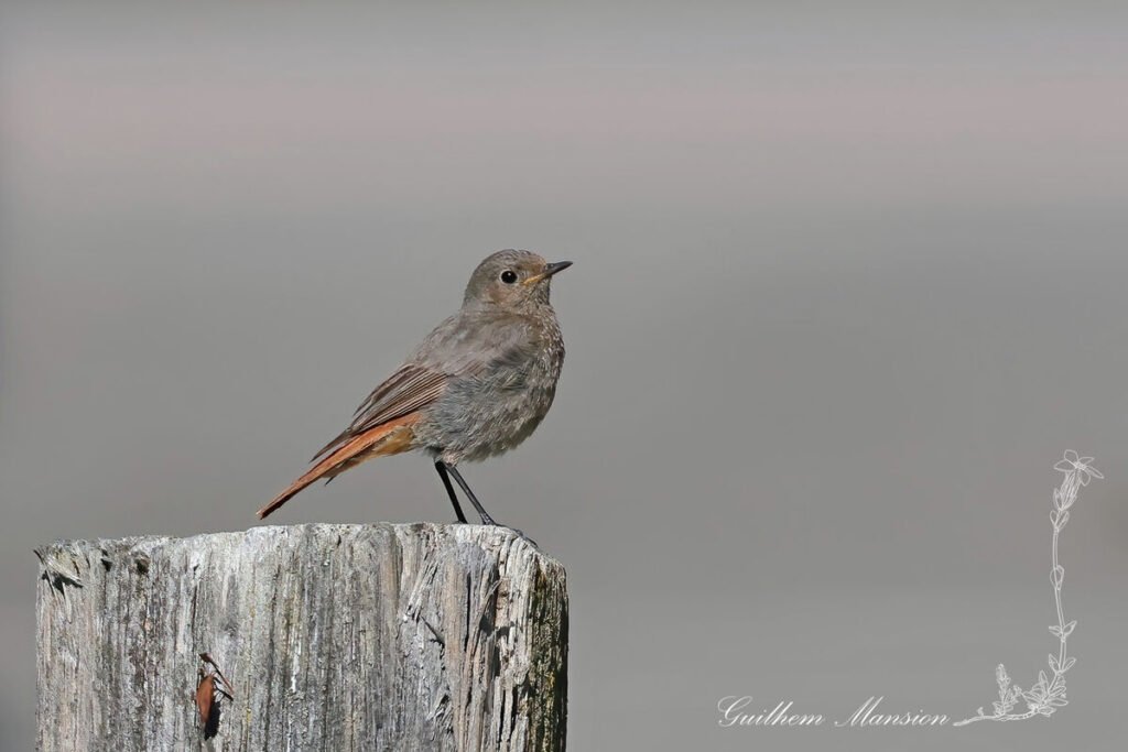 Phoenicurus ochruros - Rougequeue noir [Muscicapidae]