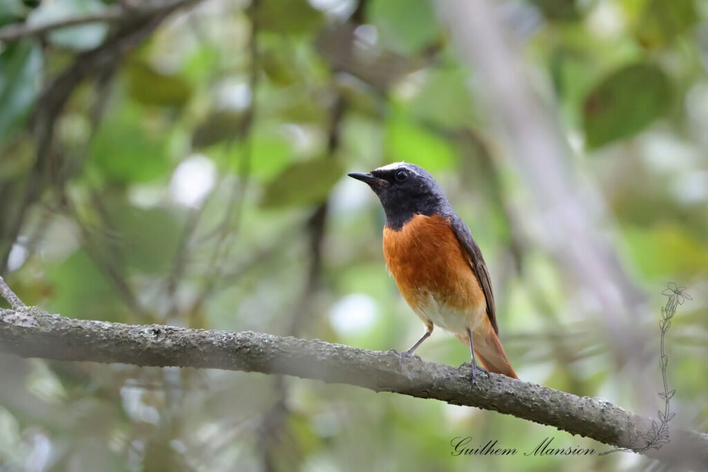 Phoenicurus phoenicurus - Rougequeue à front blanc [Muscicapidae]