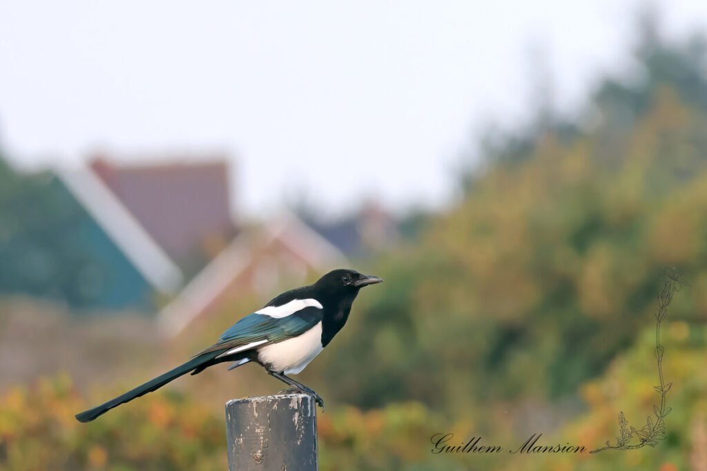 Pica pica - Pie bavarde [Corvidae]