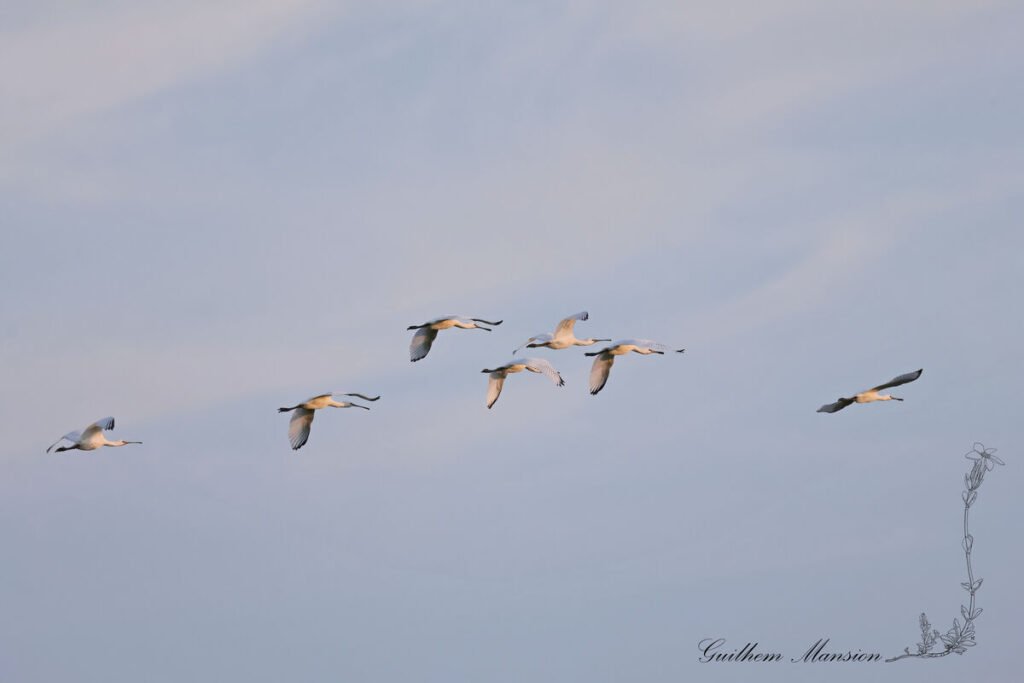 Platalea leucorodia - Spatule blanche [Threskiornithidae]