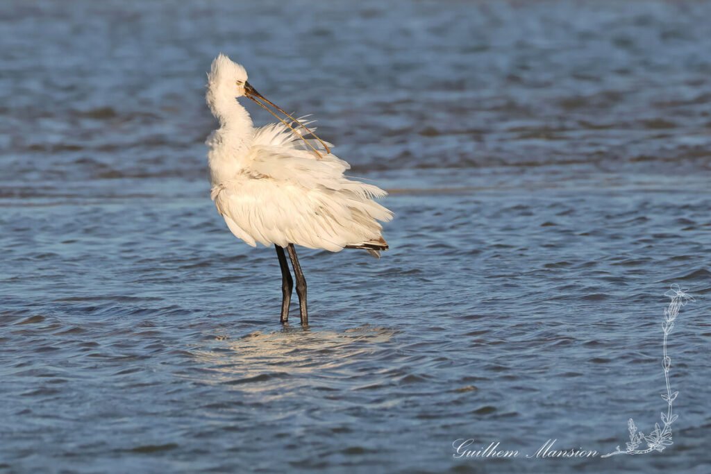 Platalea leucorodia - Spatule blanche [Threskiornithidae]