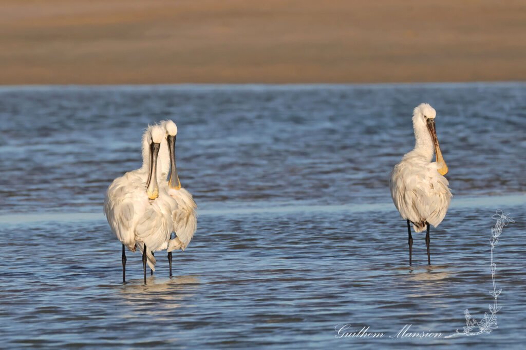 Platalea leucorodia - Spatule blanche [Threskiornithidae]