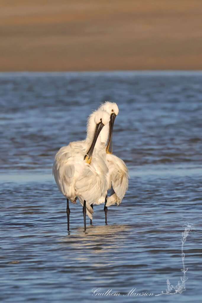 Platalea leucorodia - Spatule blanche [Threskiornithidae]