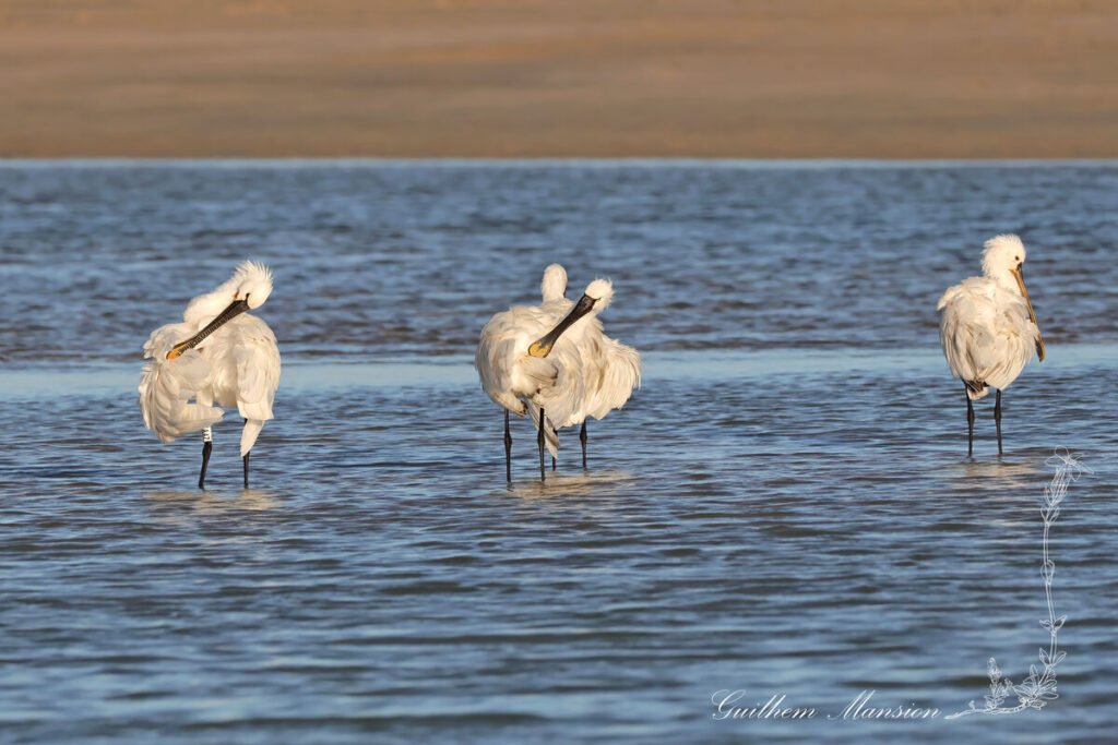 Platalea leucorodia - Spatule blanche [Threskiornithidae]