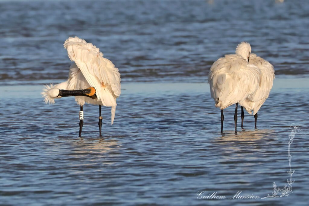 Platalea leucorodia - Spatule blanche [Threskiornithidae]