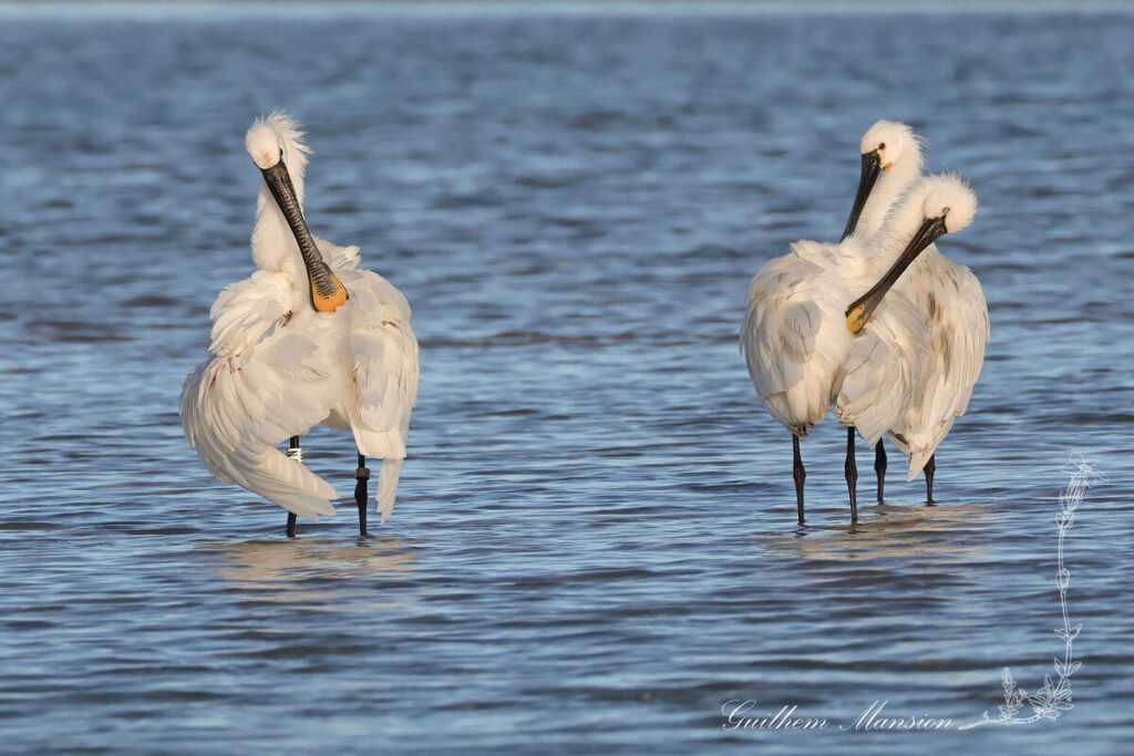 Platalea leucorodia - Spatule blanche [Threskiornithidae]