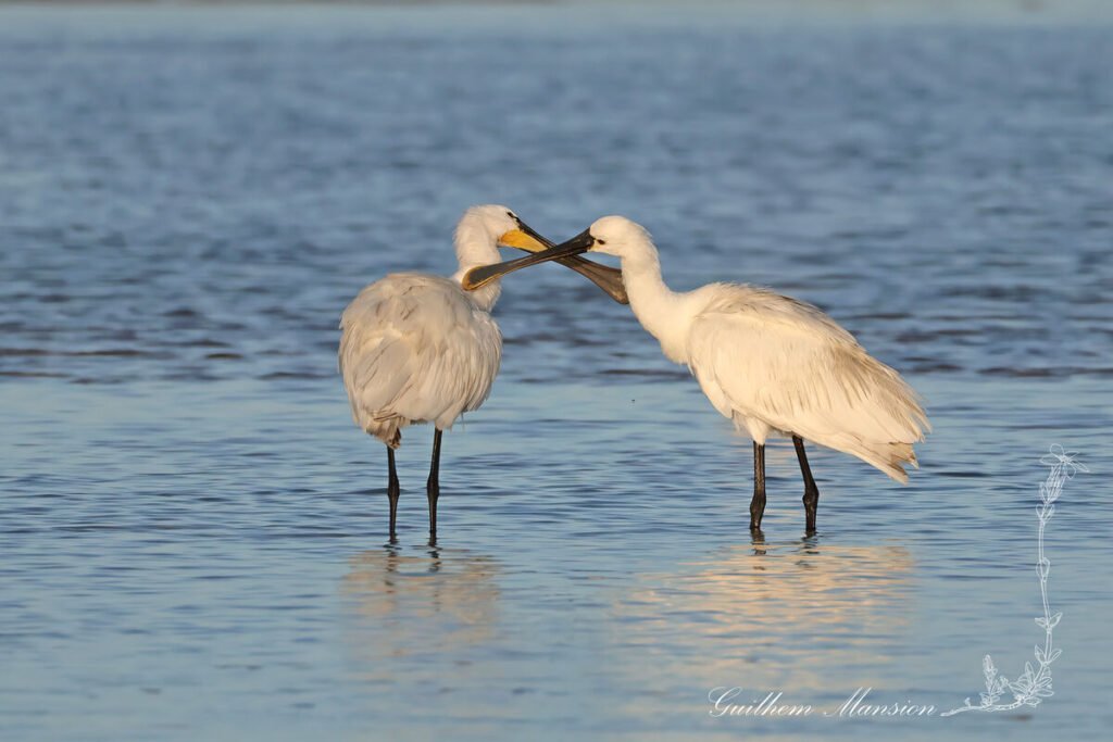 Platalea leucorodia - Spatule blanche [Threskiornithidae]