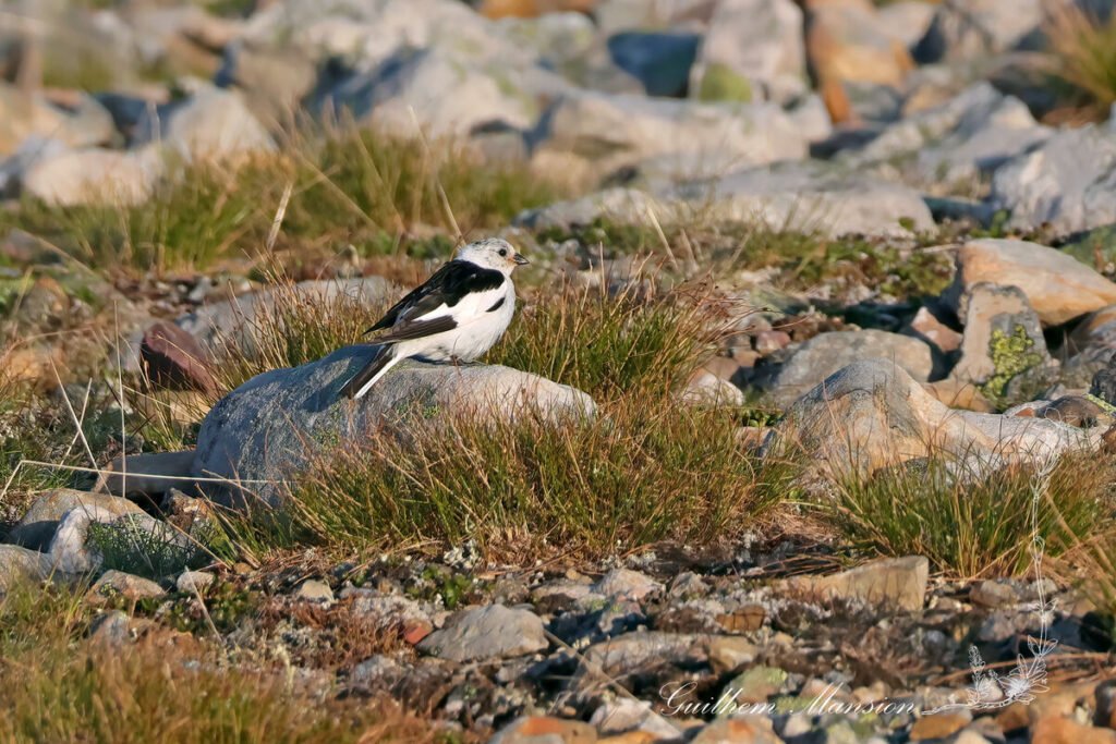 Plectrophenax nivalis - Bruant des neiges [Calcariidae]