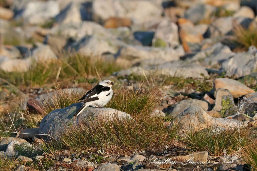Plectrophenax nivalis - Bruant des neiges [Calcariidae]