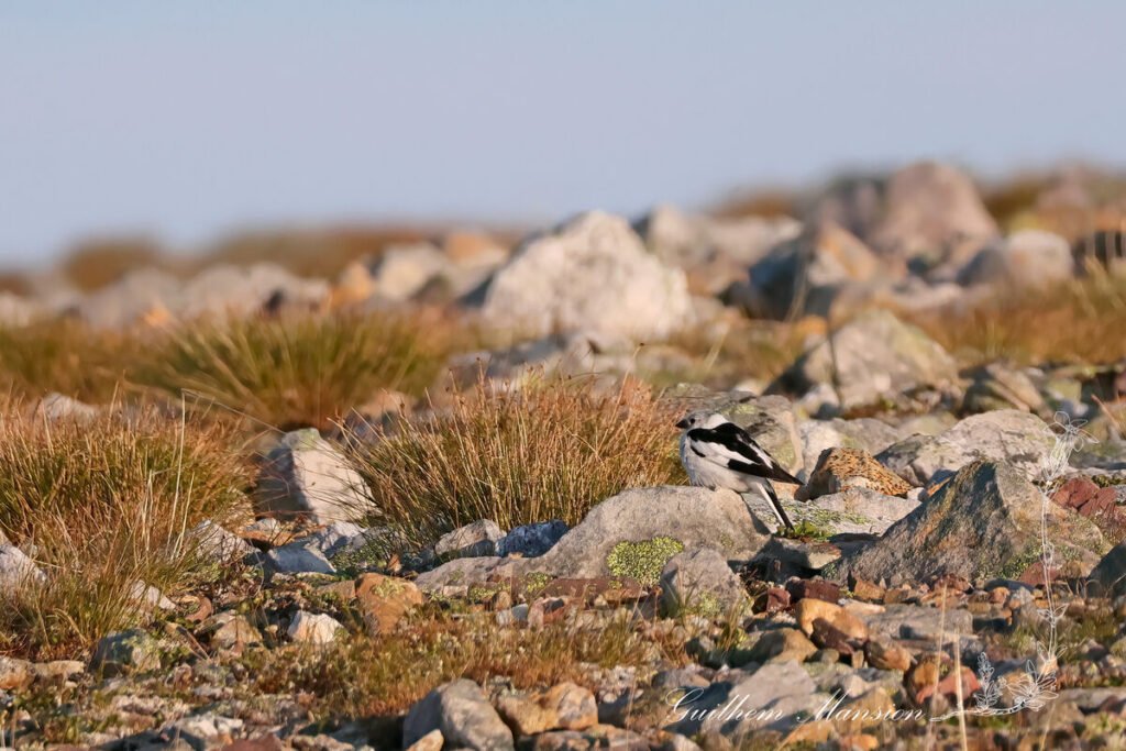 Plectrophenax nivalis - Bruant des neiges [Calcariidae]