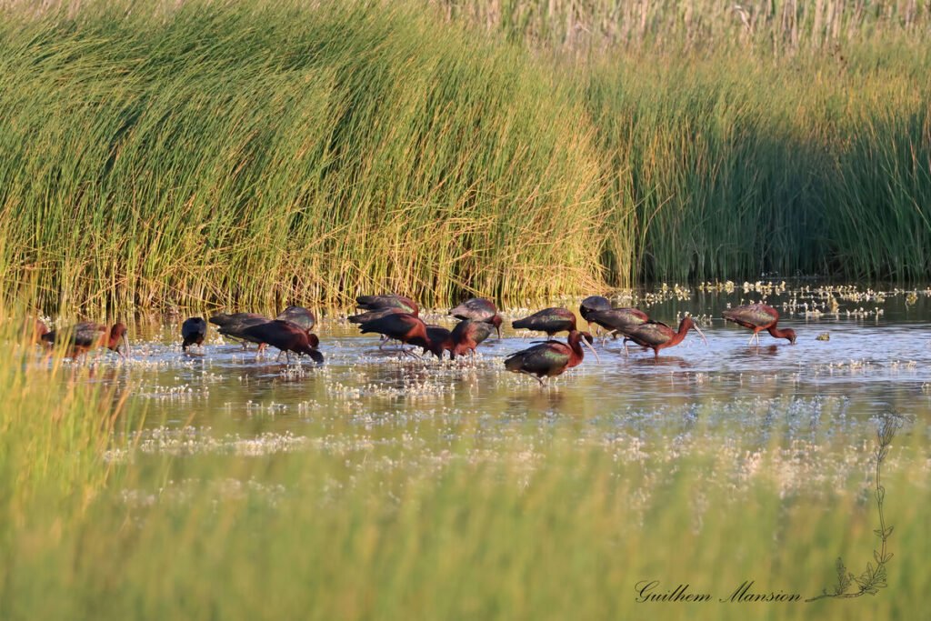 Plegadis falcinellus - Ibis falcinelle [Threskiornithidae]