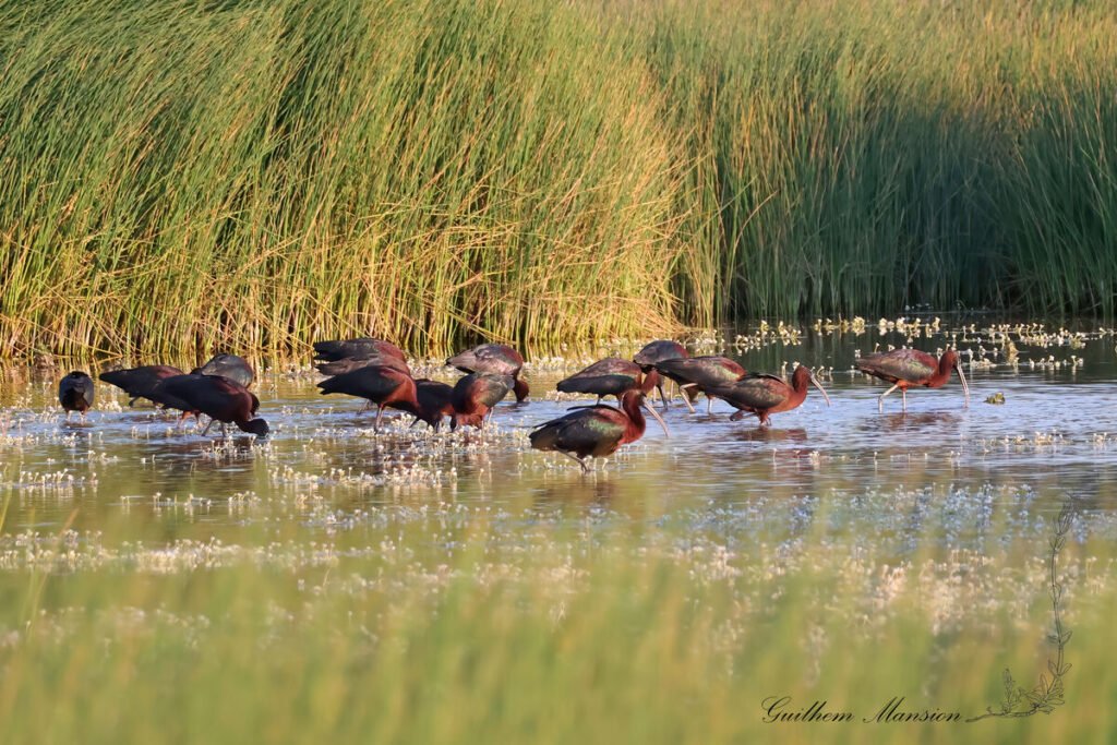 Plegadis falcinellus - Ibis falcinelle [Threskiornithidae]