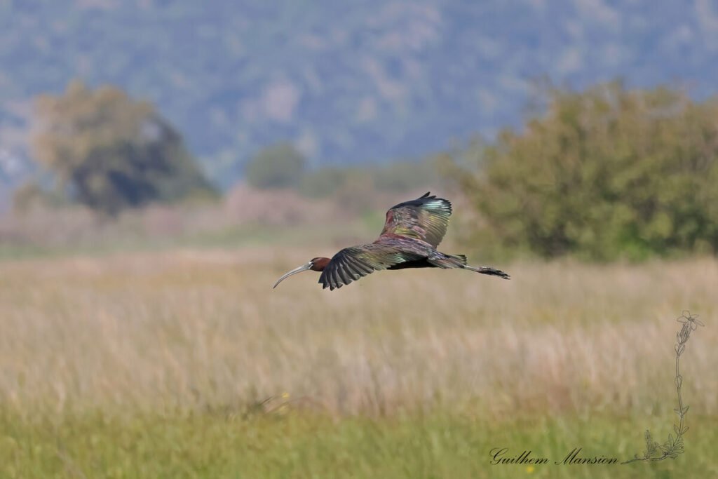 Plegadis falcinellus - Ibis falcinelle [Threskiornithidae]