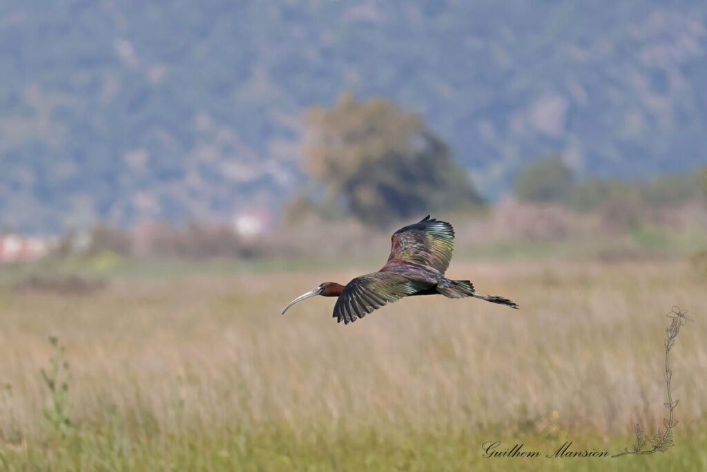 Plegadis falcinellus - Ibis falcinelle [Threskiornithidae]