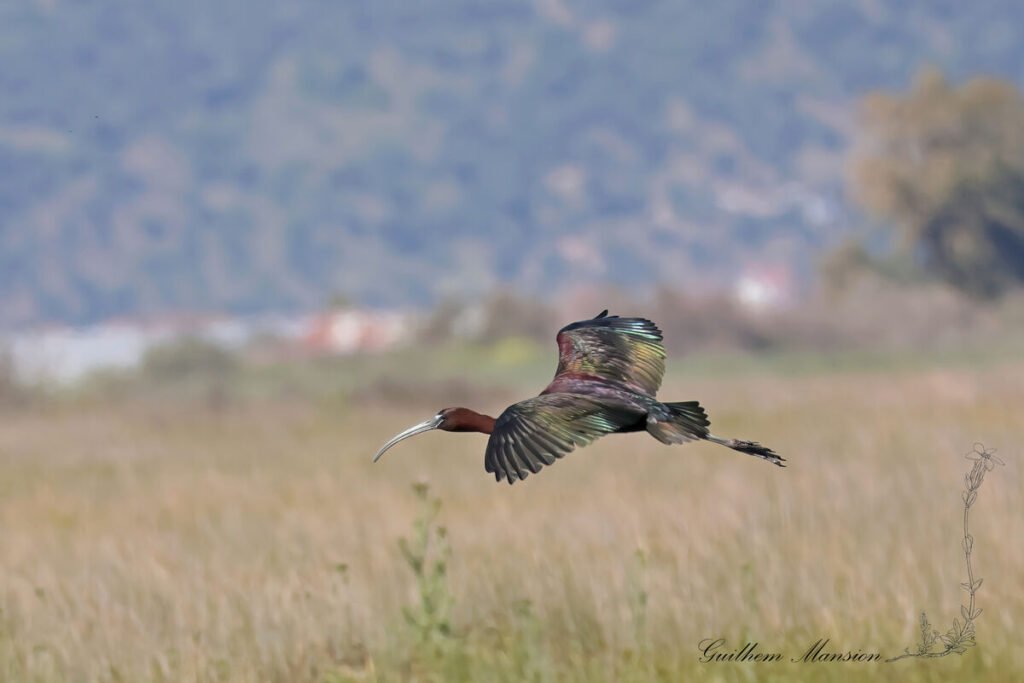 Plegadis falcinellus - Ibis falcinelle [Threskiornithidae]