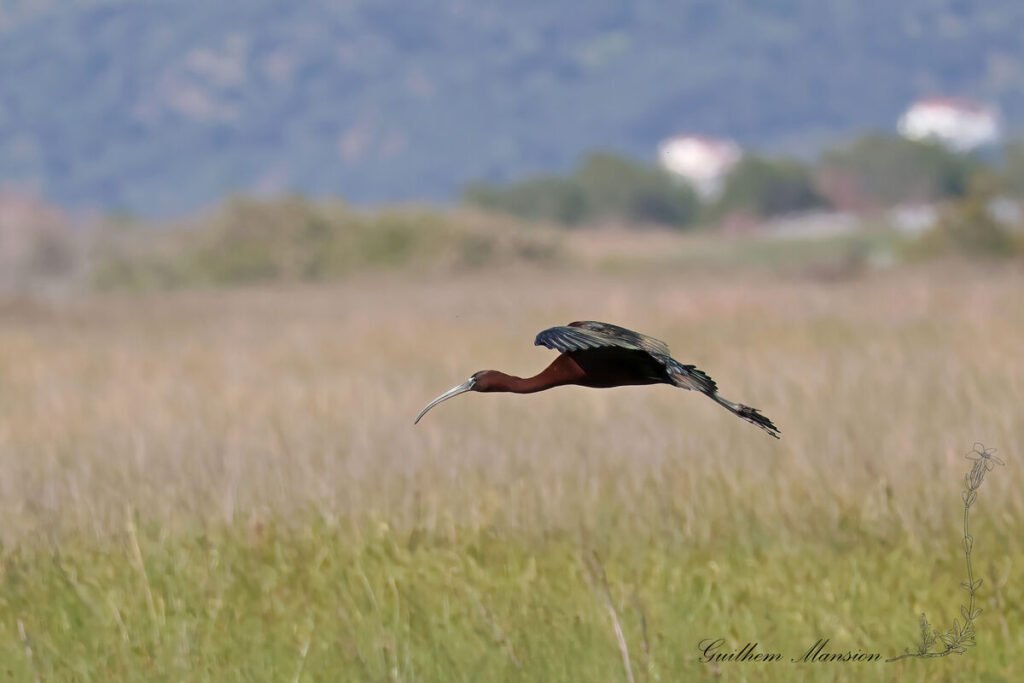 Plegadis falcinellus - Ibis falcinelle [Threskiornithidae]