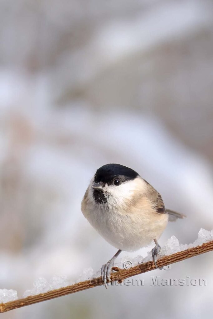 Poecile palustris - Mésange nonnette [Paridae]