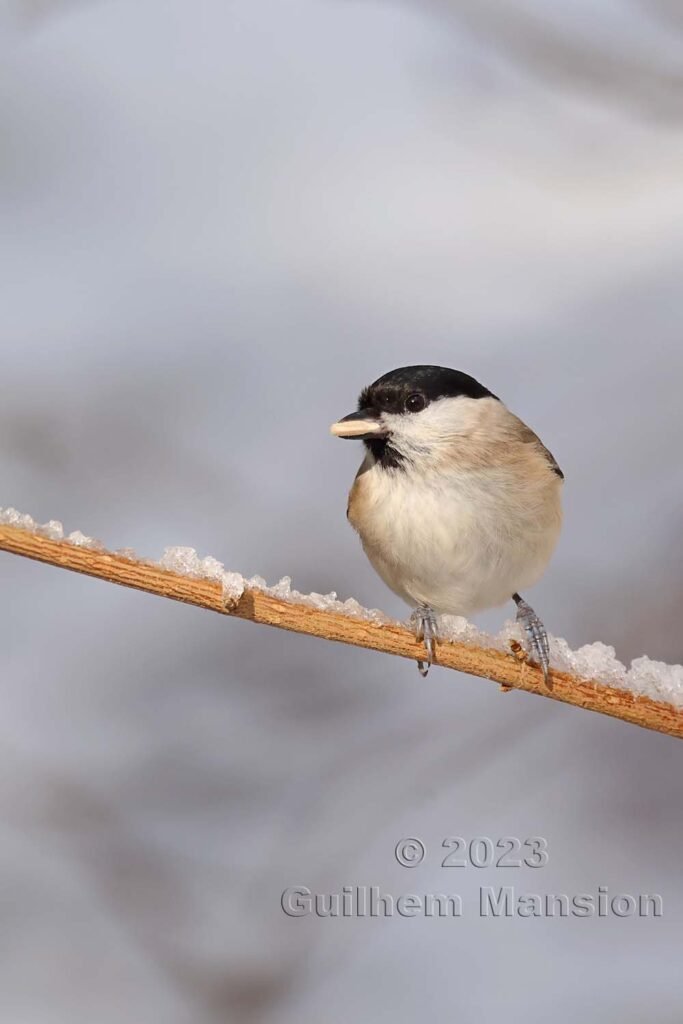 Poecile palustris - Mésange nonnette [Paridae]