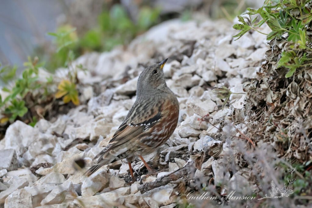 Prunella collaris - Accenteur alpin [Prunellida]