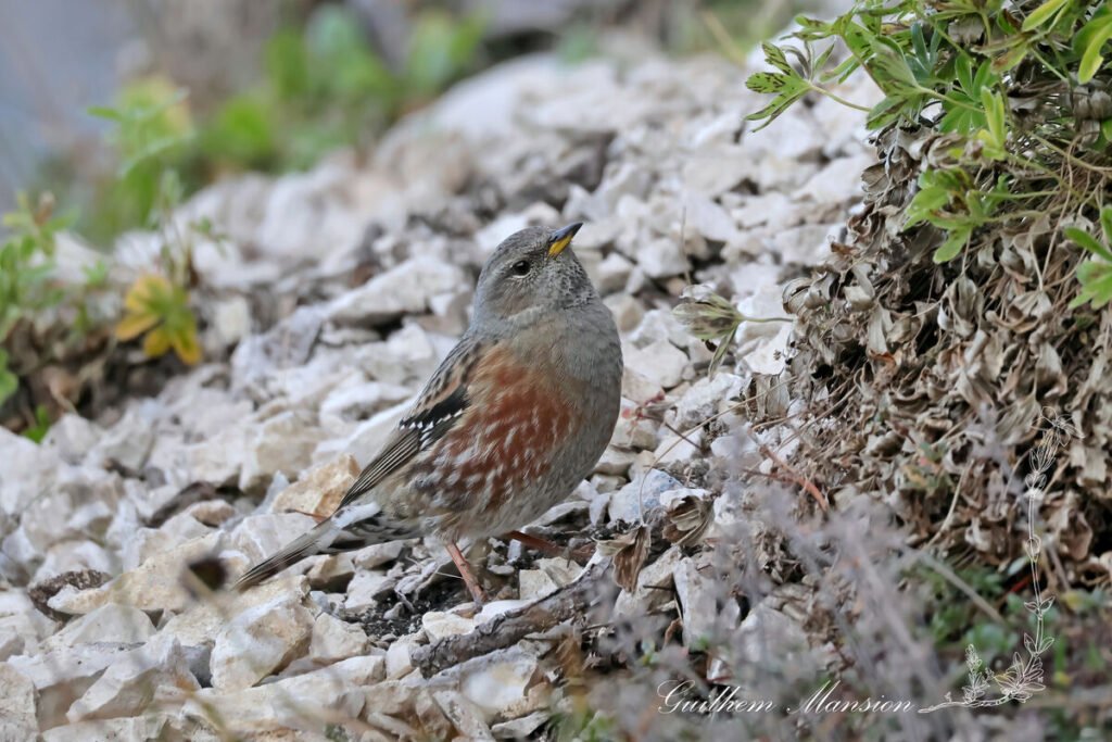 Prunella collaris - Accenteur alpin [Prunellida]