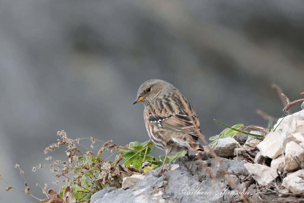 Prunella collaris - Accenteur alpin [Prunellida]