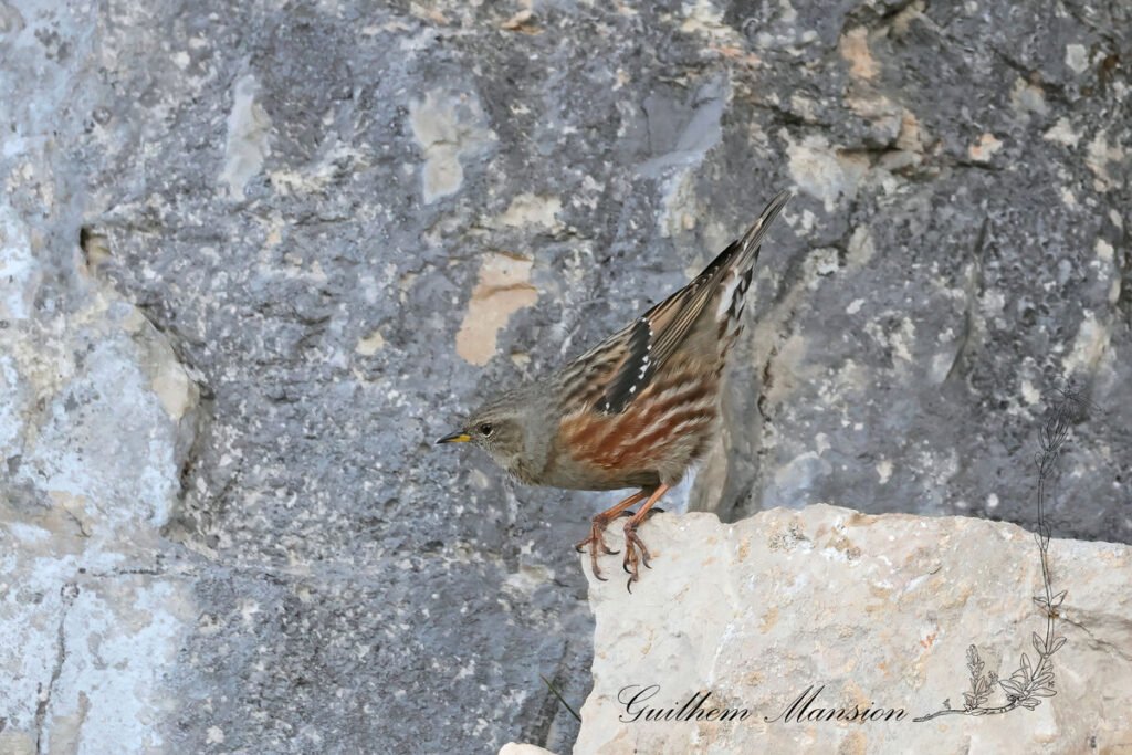 Prunella collaris - Accenteur alpin [Prunellida]