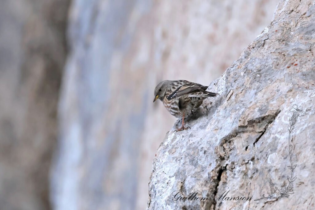 Prunella collaris - Accenteur alpin [Prunellida]