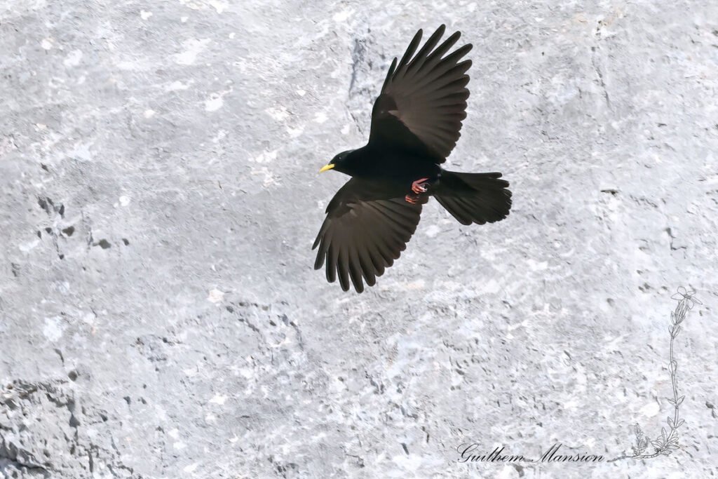 Pyrrhocorax graculus - Chocard à bec jaune [Corvidae]