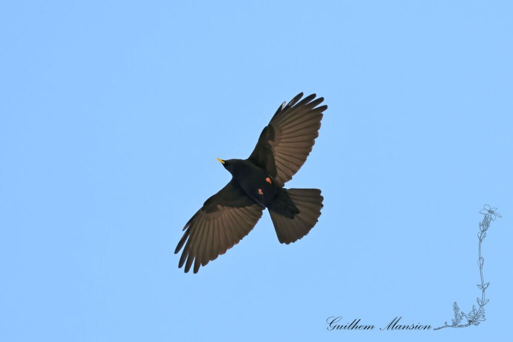 Pyrrhocorax graculus - Chocard à bec jaune [Corvidae]