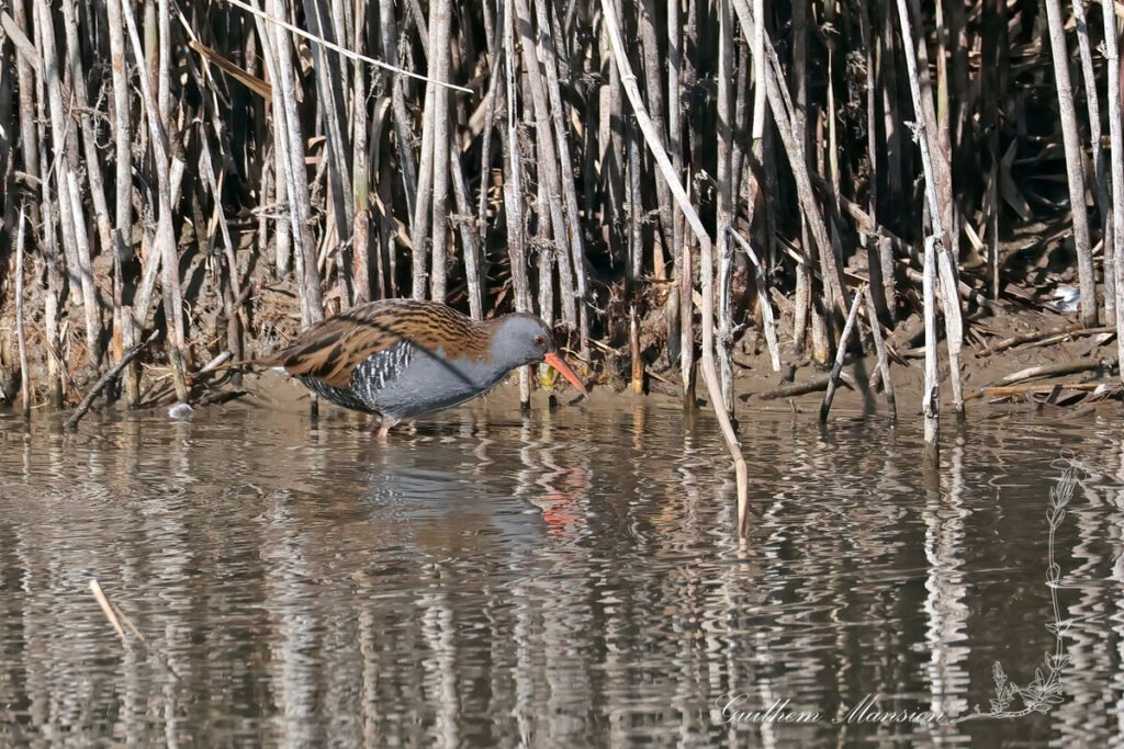 Rallus aquaticus - Râle d'eau [Rallidae]