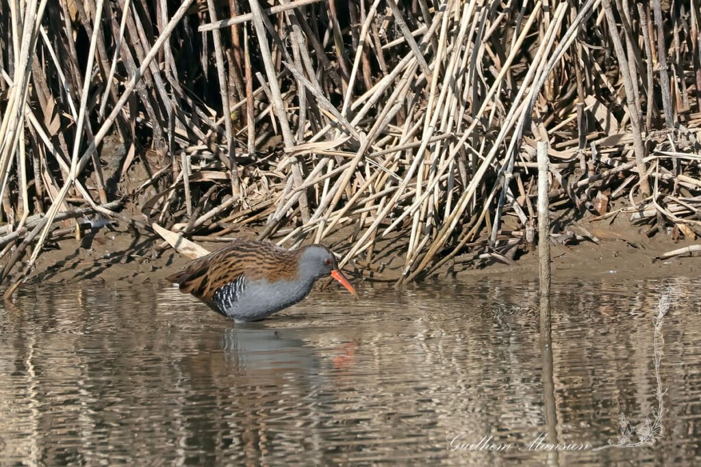 Rallus aquaticus - Râle d'eau [Rallidae]