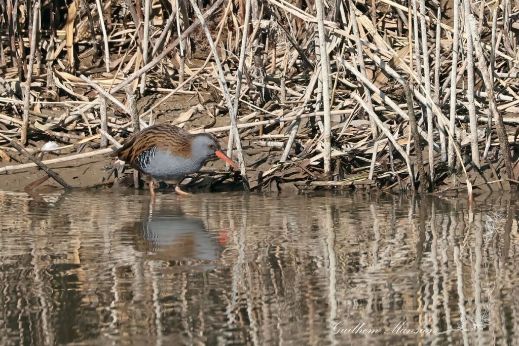 Rallus aquaticus - Râle d'eau [Rallidae]
