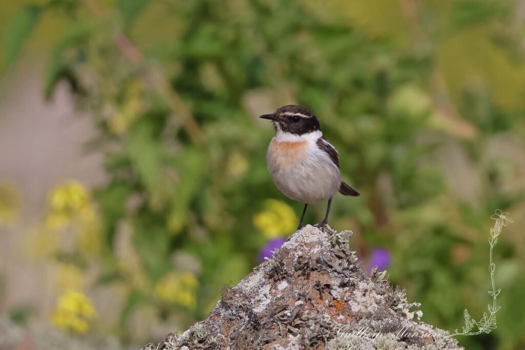 Saxicola dacotiae - Tarier des Canaries [Muscicapidae]