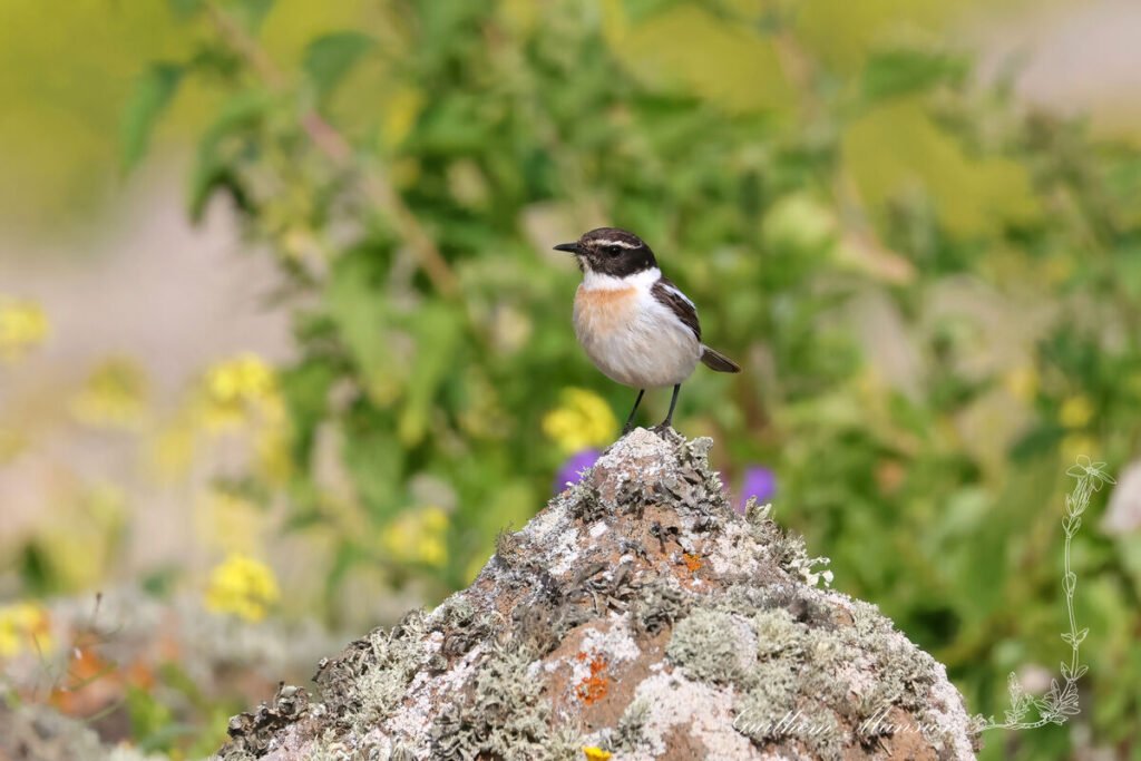 Saxicola dacotiae - Tarier des Canaries [Muscicapidae]